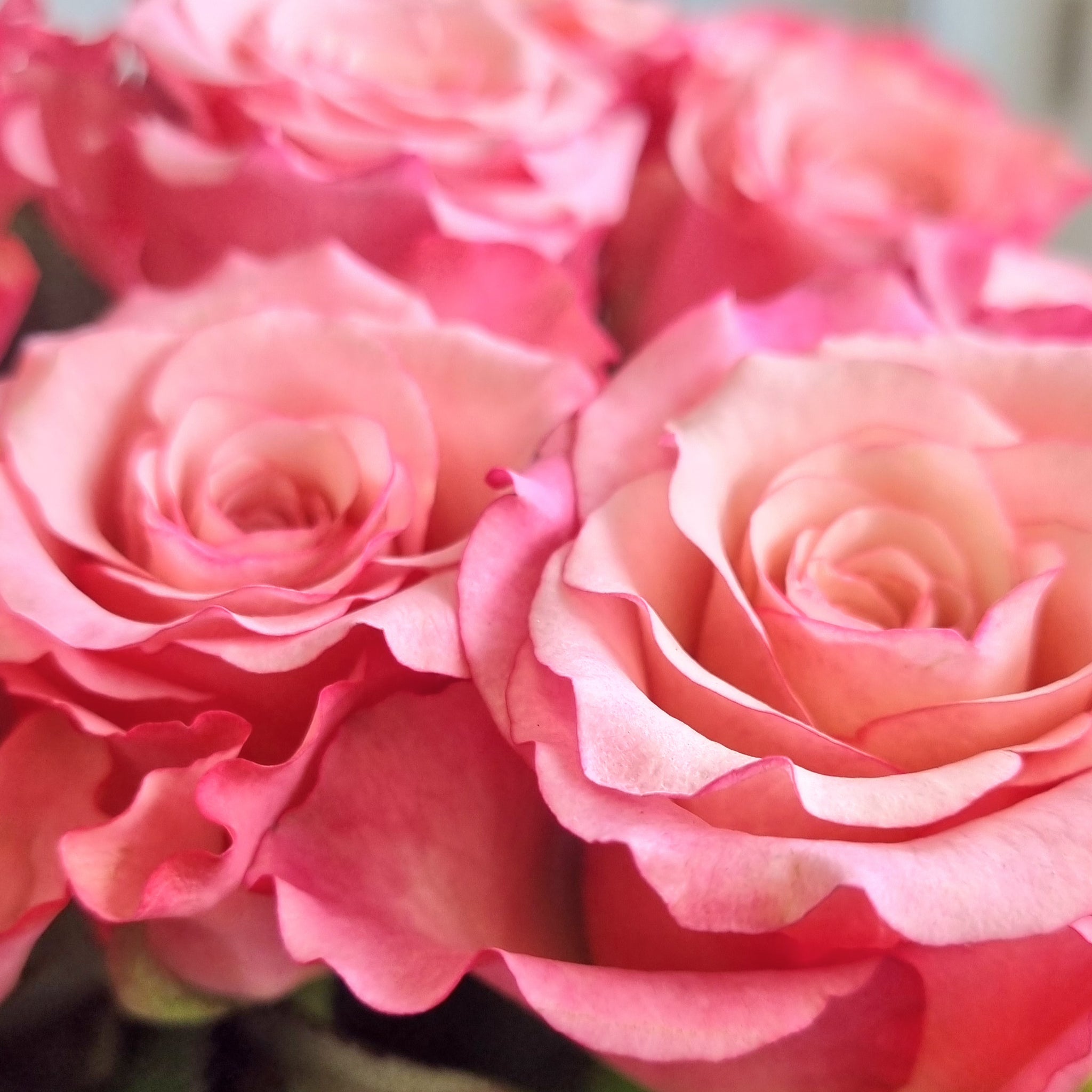 Rose bouquet (big cities)