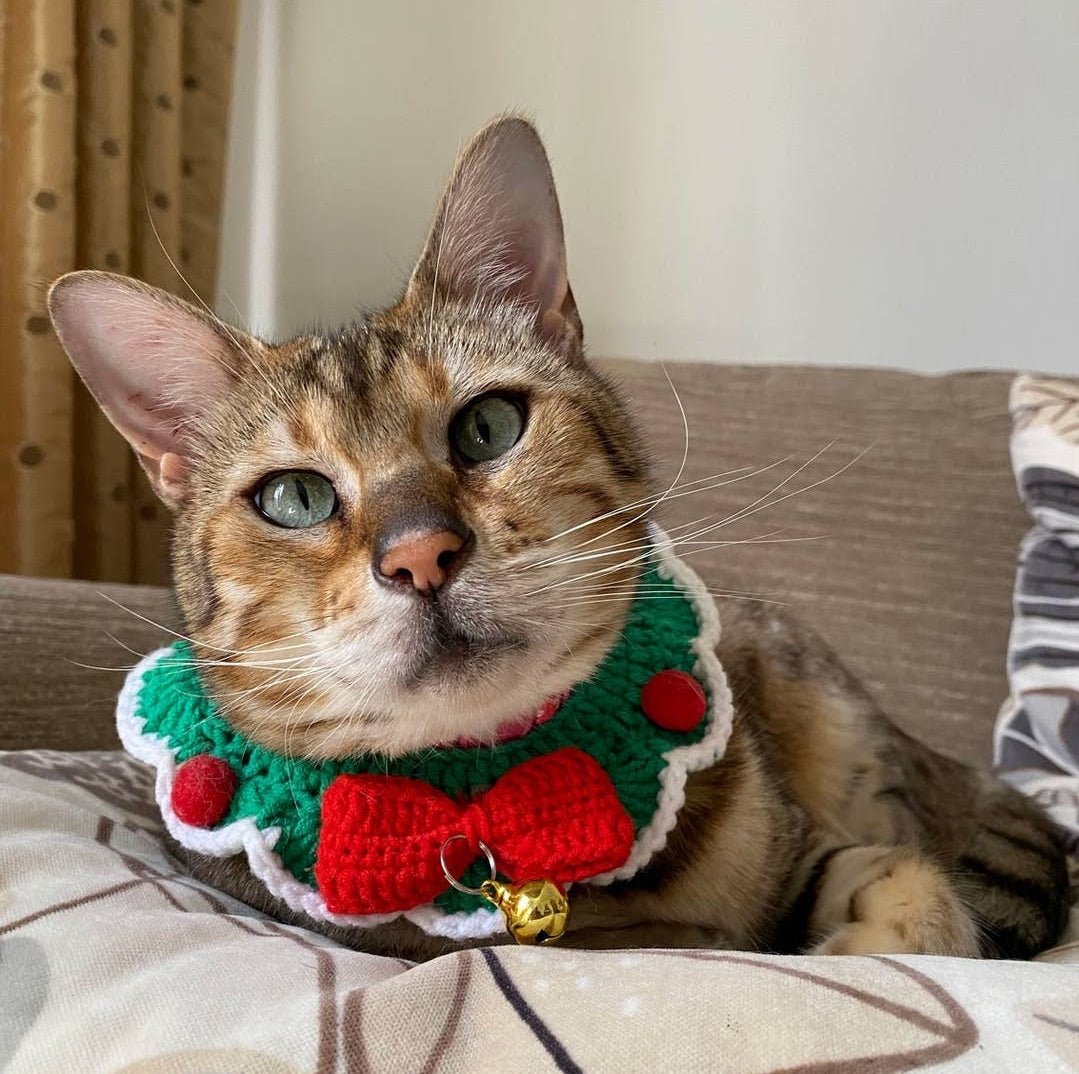 Christmas present for the cat - cat collar